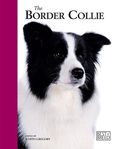 The Border Collie (Best of Breed)