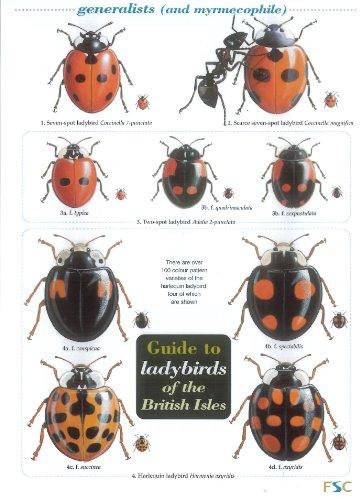 Guide to Ladybirds of the British Isles